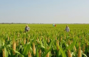 TOP Countries by Maize (Corn) Production 2024/25 Top Countries by Maize (Corn) Production